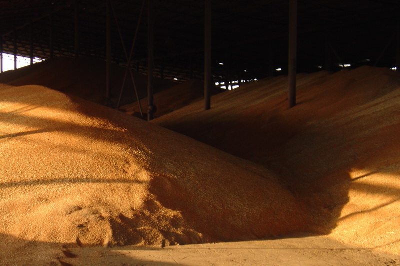 В одном из зернохранилищ в Ивановской области нарушили правила хранения зерна