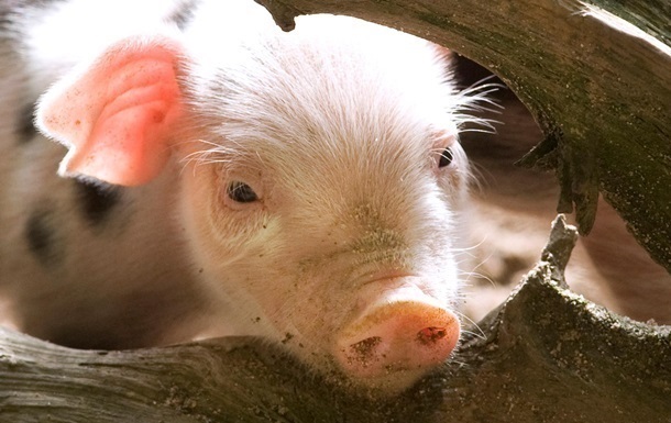 В Ивановской области продолжаются мероприятия по недопущению вируса африканской чумы свиней