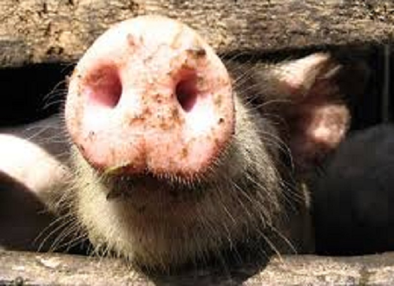 В Ивановской области усилят контроль за реализацией продукции свиноводства