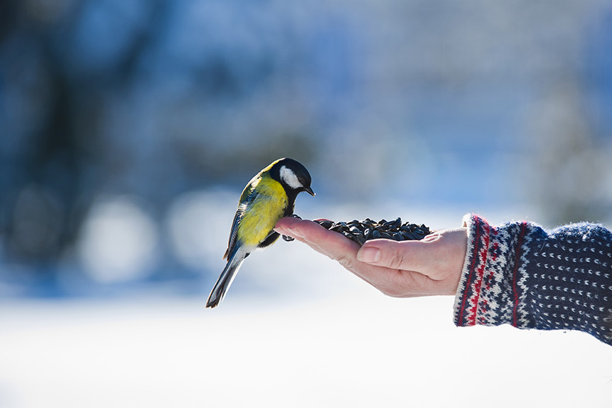 В Иванове продолжается региональный конкурс «Покормите птиц!»