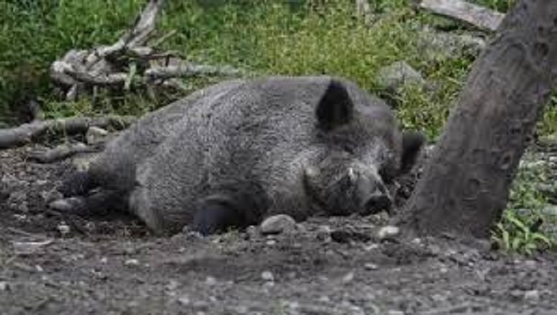 В Ивановской области  установлен карантин по африканской чуме свиней 