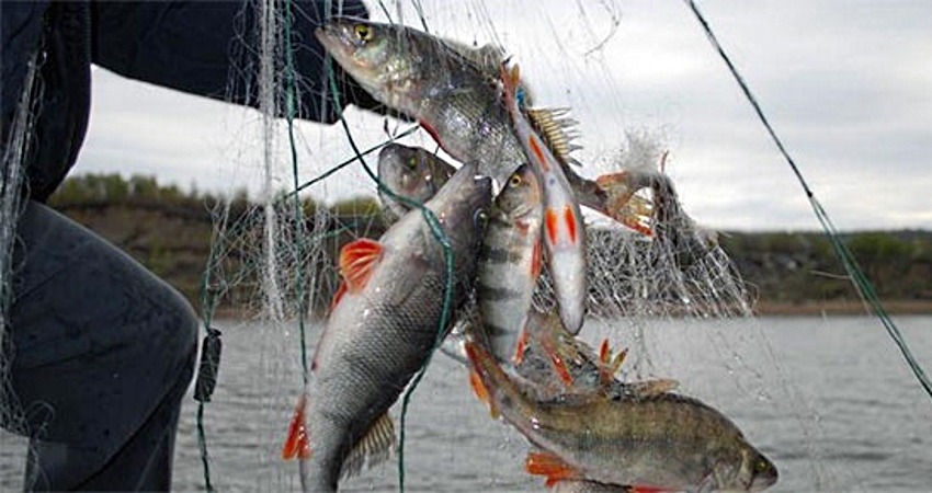 Рыболовы, нарушившие закон, задержаны в Ивановской области с поличным