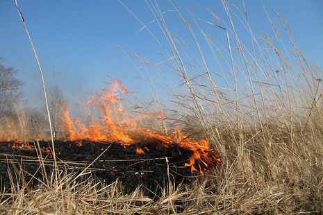 Несмотря на дождливую погоду,  в Ивановском  регионе снова горит трава
