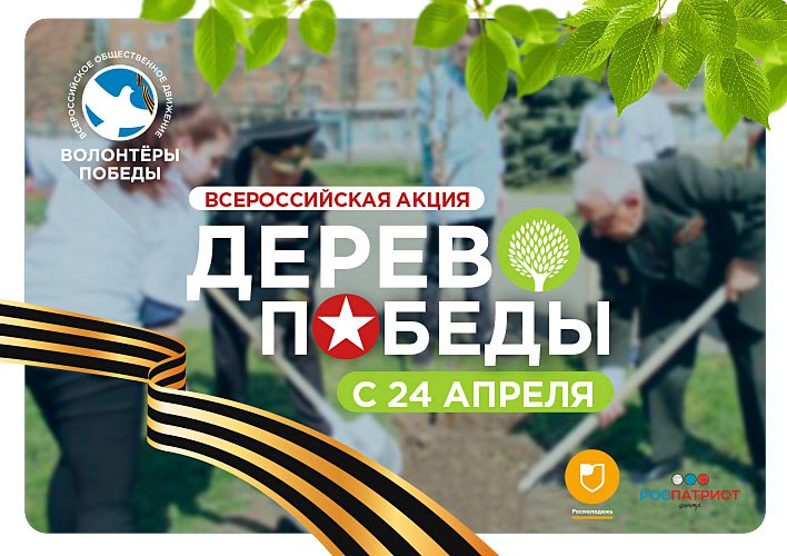 Иваново присоединится к акции «Дерево Победы»