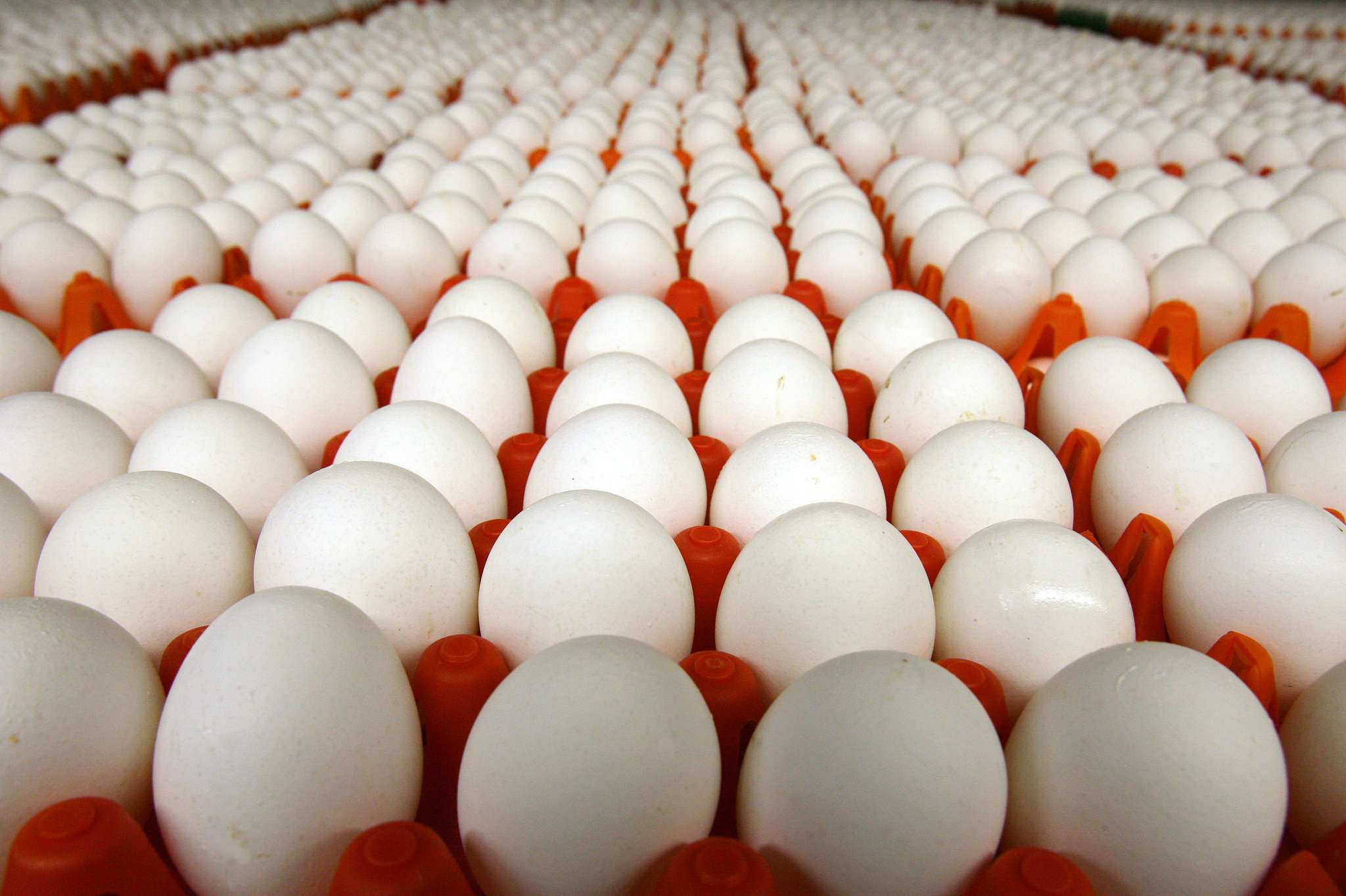 Производство яиц в Ивановской области сократилось, а мясо и молоко в плюсе