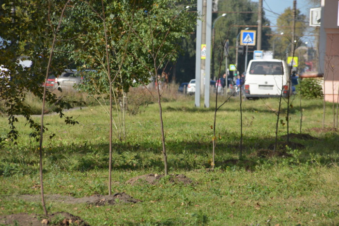 В Иванове на проспекте Текстильщиков заложена липовая аллея 