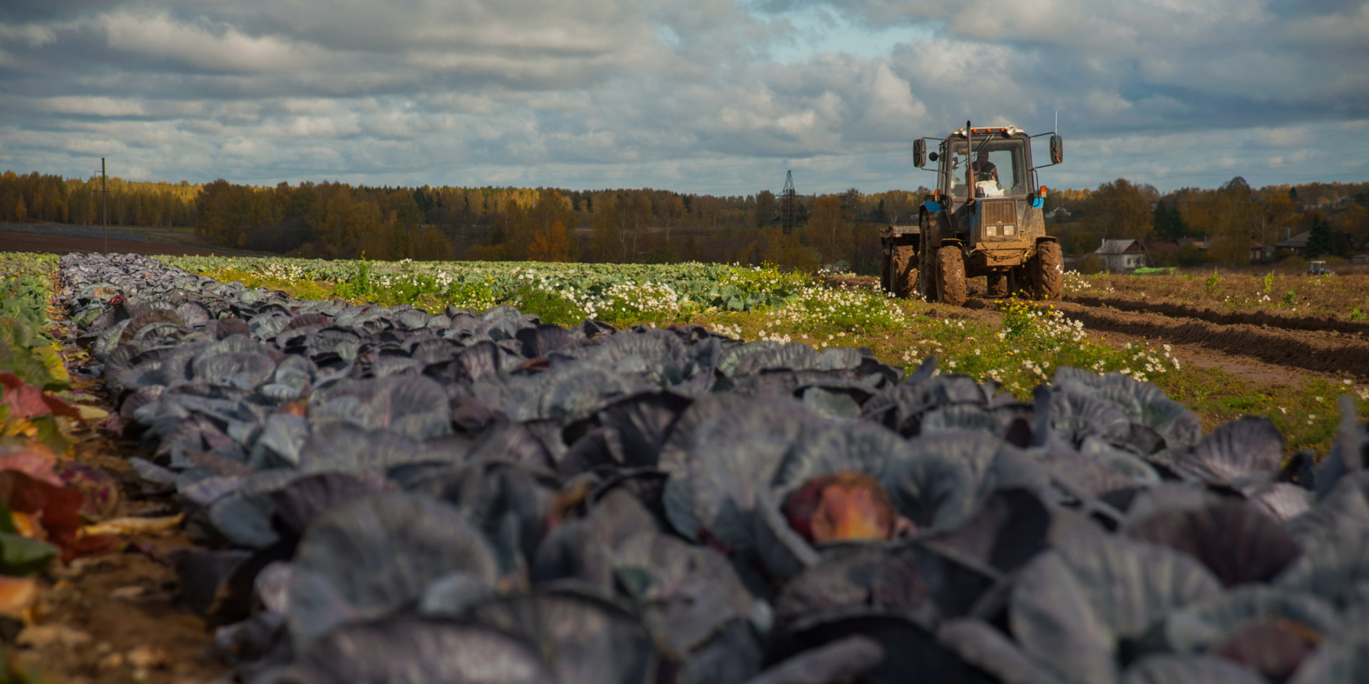 Ивановский «Альянс» рассчитывает собрать  порядка 6 тысяч тонн картофеля