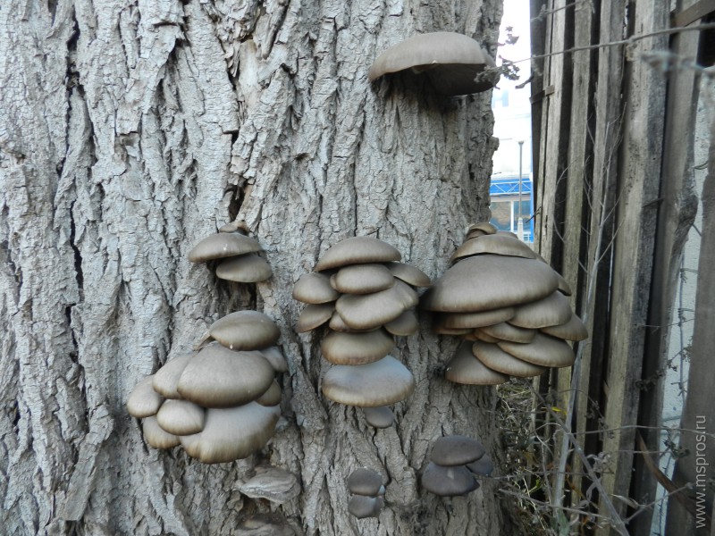 За грибами шуяне идут с топором
