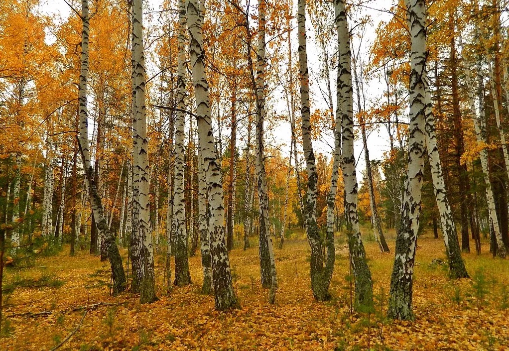 В число регионов с хорошими темпами лесовосстановления вошла Ивановская область
