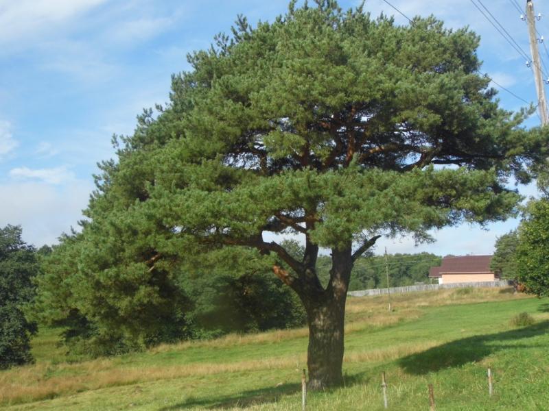 Еще одну старинную сосну Тейковского района включили в национальный реестр деревьев