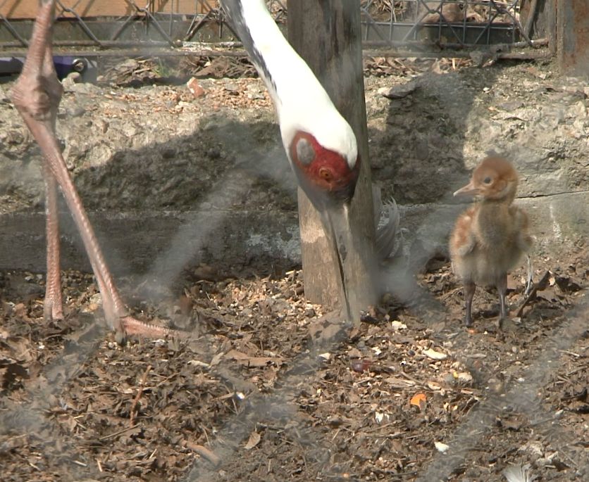 В Ивановском зоопарке пополнение у даурских журавлей (ФОТО)