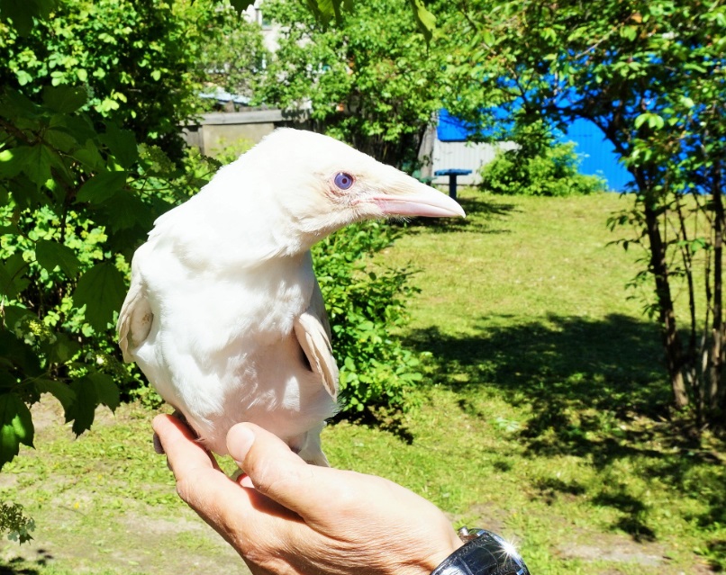 В центре Иванова нашли белую ворону