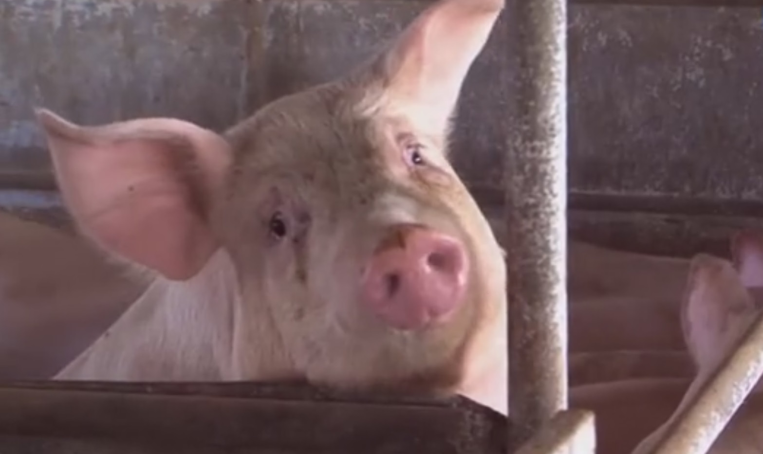 В Ивановской области приняты меры по ликвидации очага африканской чумы свиней