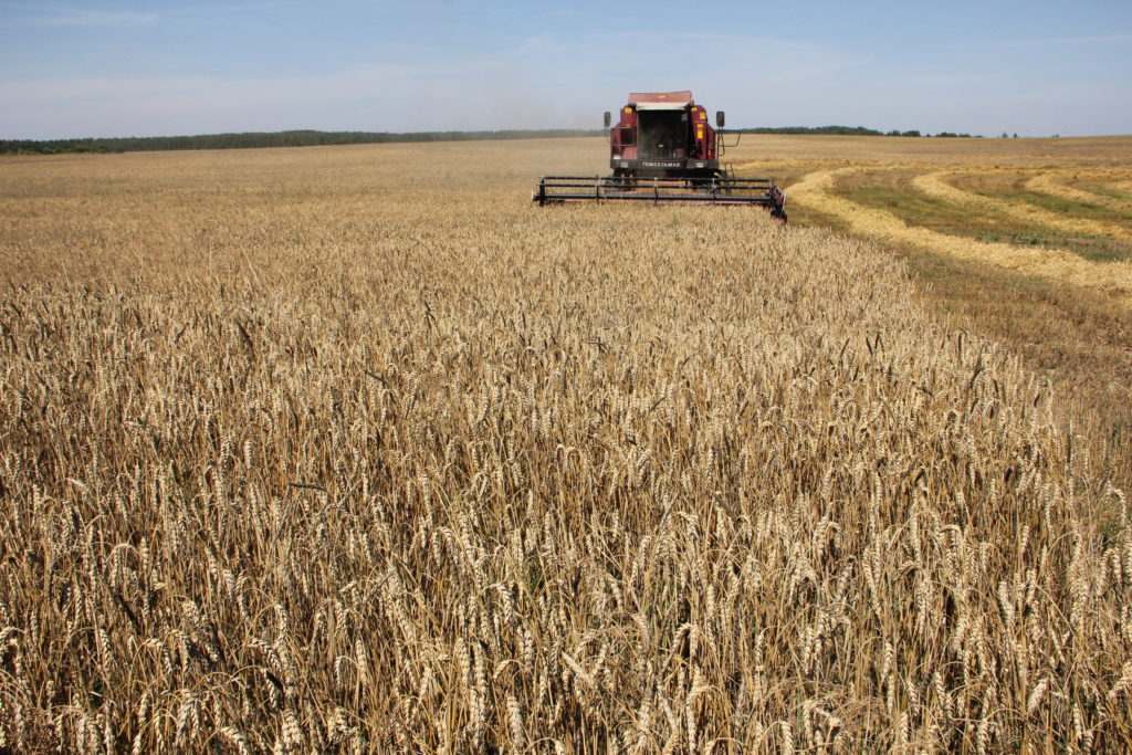 Более трети зерновых культур убрано в Ивановской области