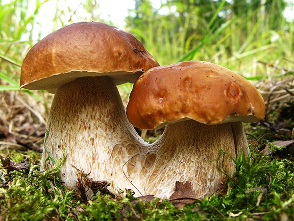 В Пестяках угощают царскими грибами, которые когда-то даже шли на экспорт