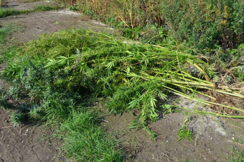 На заброшенных фермах в Ивановской области росла конопля (ФОТО)