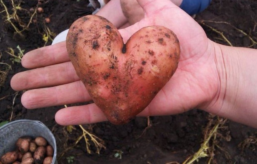 Жителей Ивановской области приглашают на праздник самой вкусной картошки