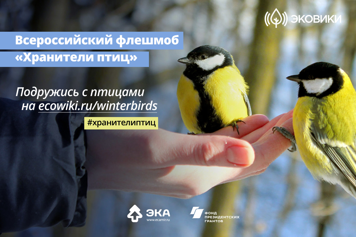В Ивановской области стартует флешмоб «Хранители птиц»