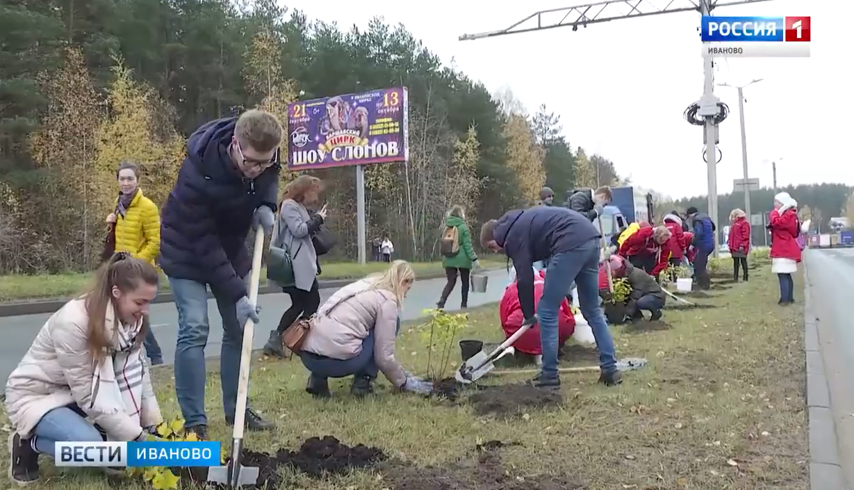 В Иванове продолжается акция по озеленению общественных территорий