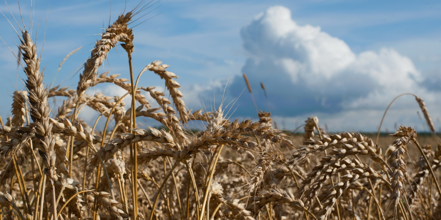 Аграрии Ивановской области намолотили более 120 тысяч тонн зерна
