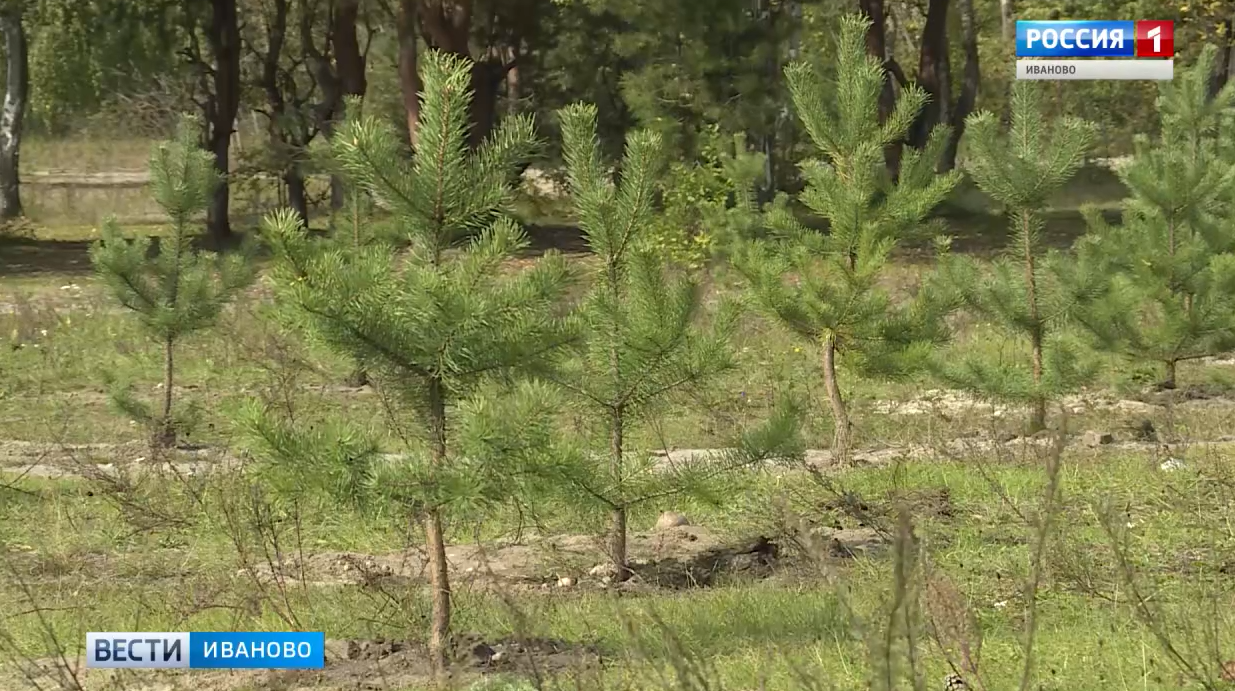 На особо охраняемых природных территориях Ивановской области не проводились мероприятия по лесоустройству