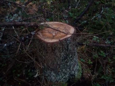 За срубленные для постройки забора деревья на ивановца завели уголовное дело