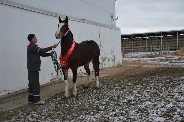Лошади из Ивановской области признаны лучшими в России
