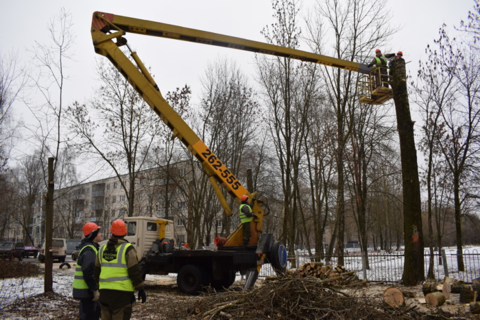 В Иванове продолжается кронирование деревьев