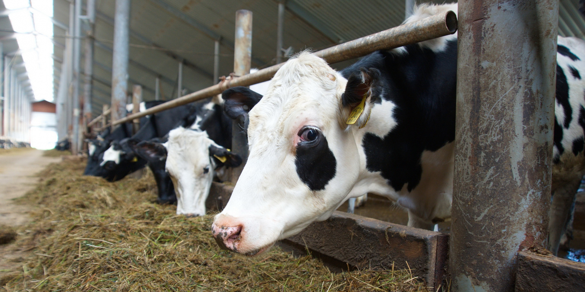 В Ивановской области стартовала заявочная кампания на оказание государственной поддержки в отрасли животноводства