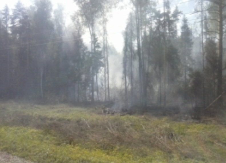 В Ивановской области горел лес