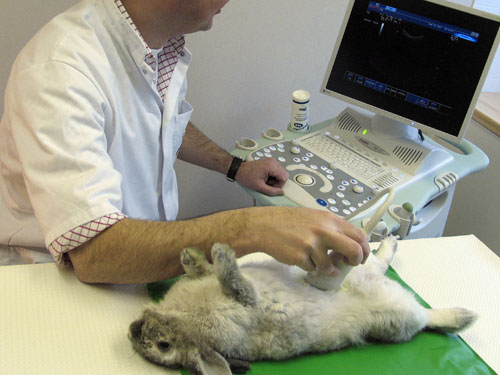 У ветеринаров Гаврилово-Посадского района появился ультразвуковой сканер 