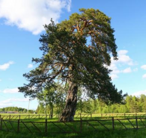 За многовековую тейковскую сосну можно проголосовать в конкурсе «Российское дерево года» (ФОТО, ВИДЕО)