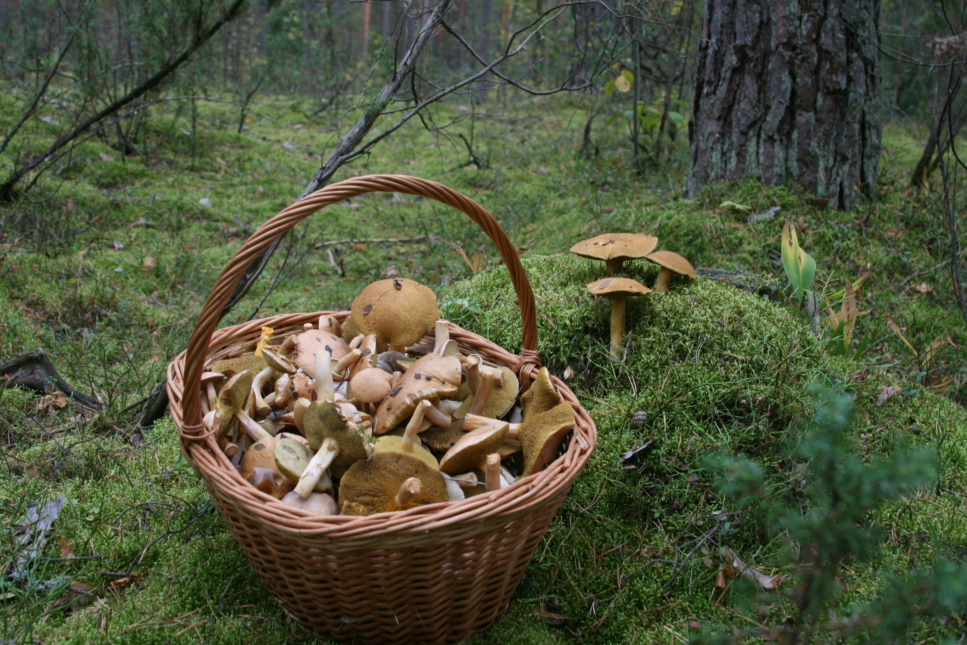 Грибы для людей и природы. Грибы в Ивановской области 2022. Корзина с грибами. Грибы в лесу. Съедобные грибы в лесу.
