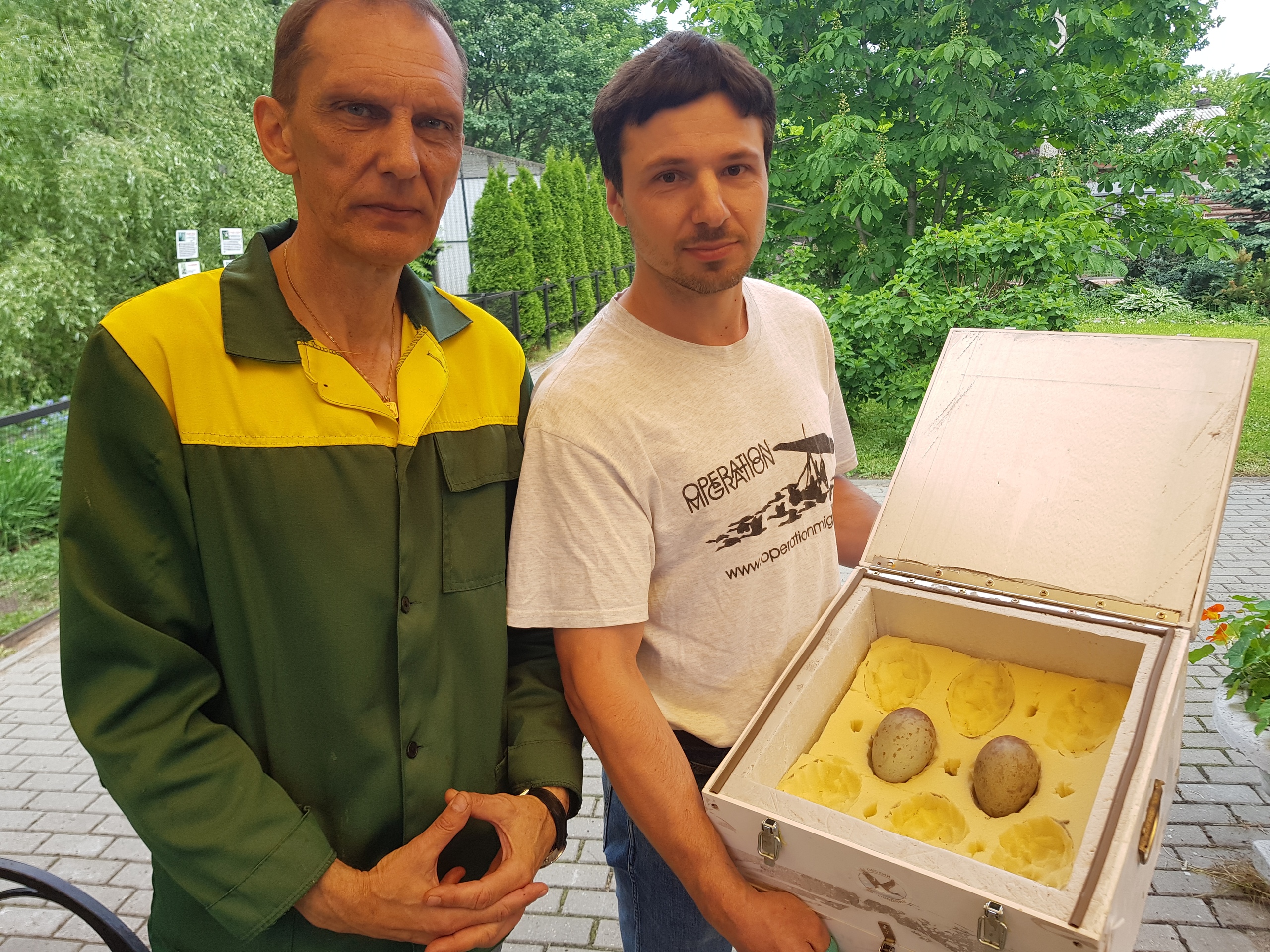 В Окский заповедник из Иванова отправили яйца редчайших журавлей
