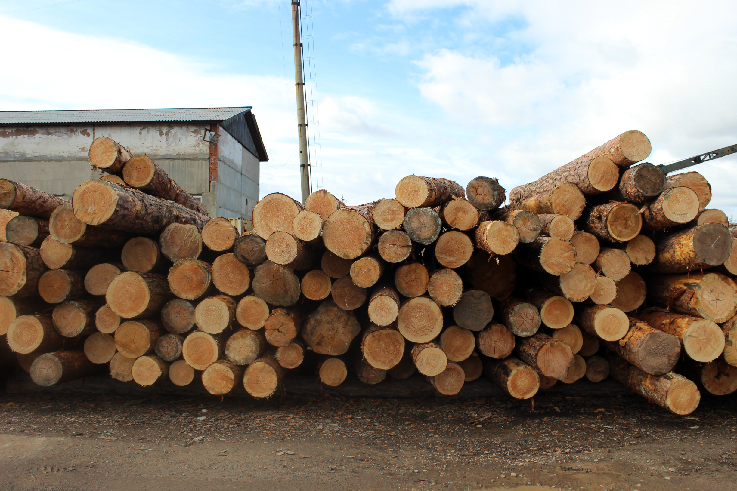 С начала года древесину из Ивановской области отправили в более 20 стран