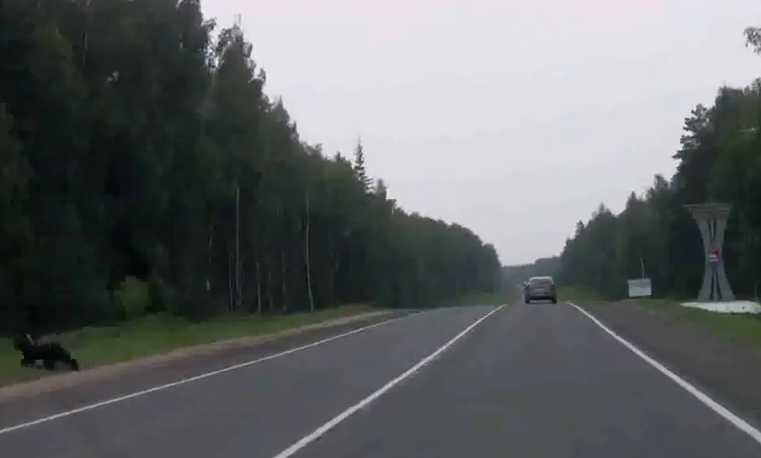 На фурмановской трассе водителей напугал медведь (ВИДЕО)