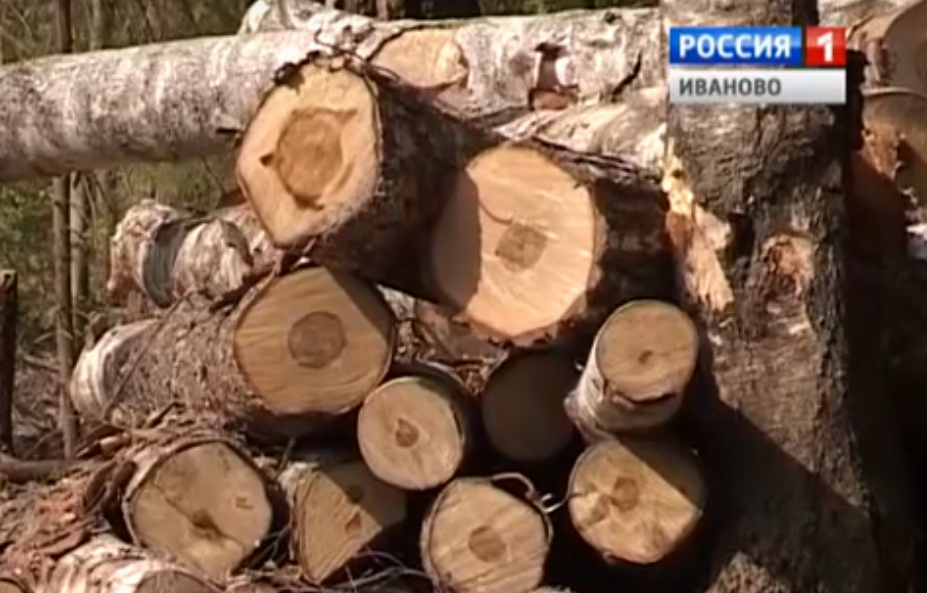 В Ивановской области разыскиваются "черные" лесорубы  