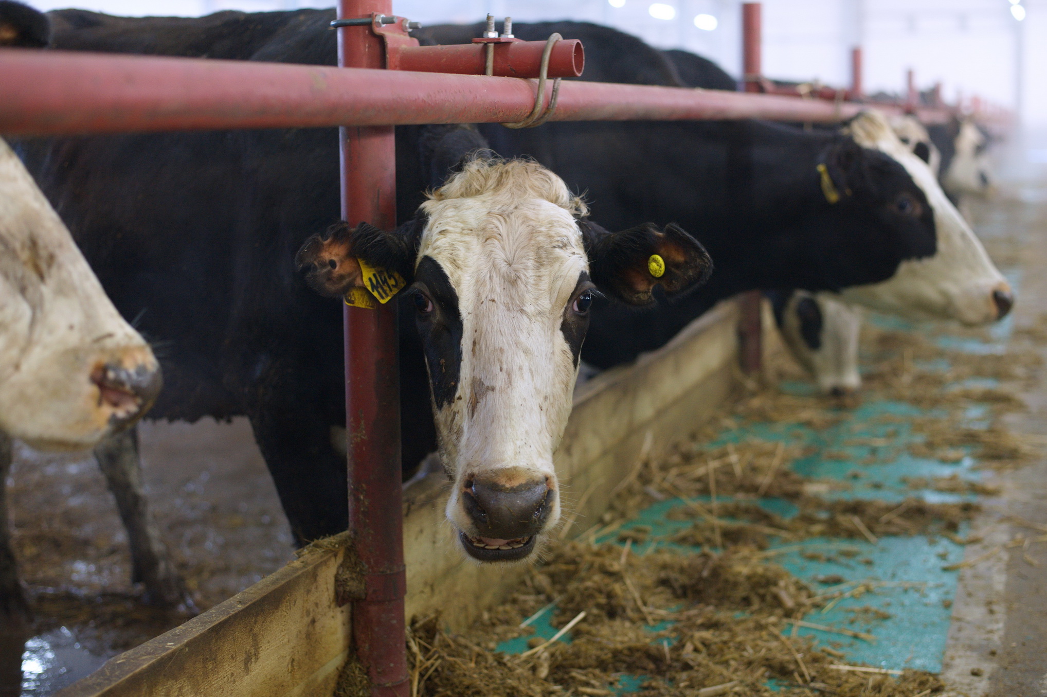 Продуктивность в молочном скотоводстве в сельскохозяйственных организациях Ивановской области увеличена до 6490 кг