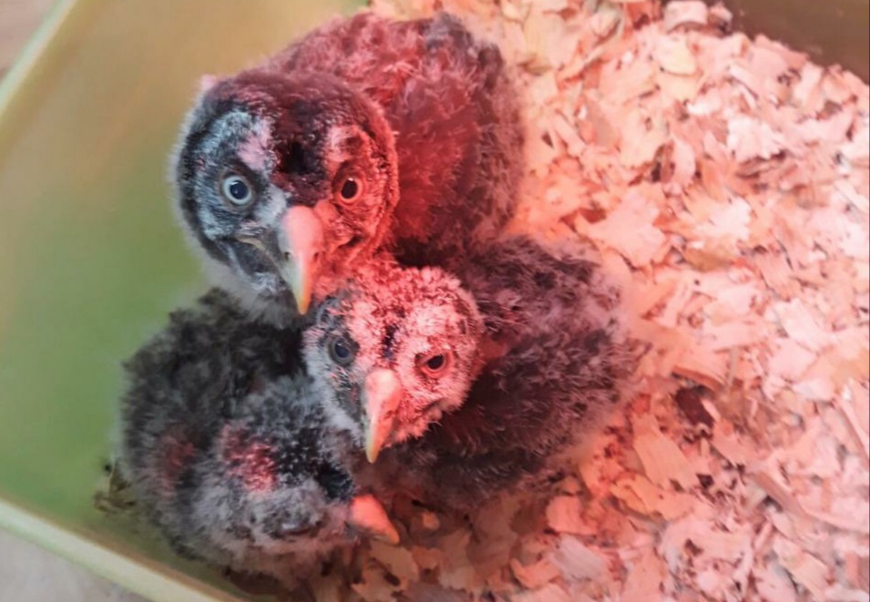 В двух птичьих семьях в ивановском зоопарке подрастает потомство