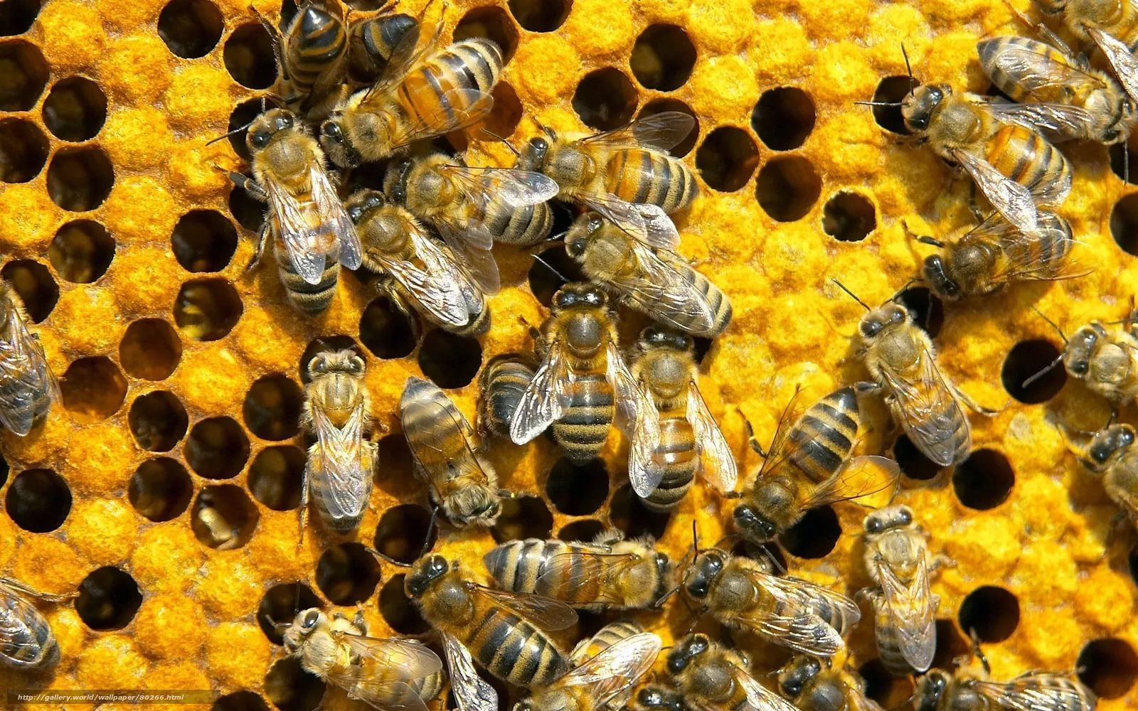 На жителя Шуи возбудили дело за ненадлежащее содержание пчёл