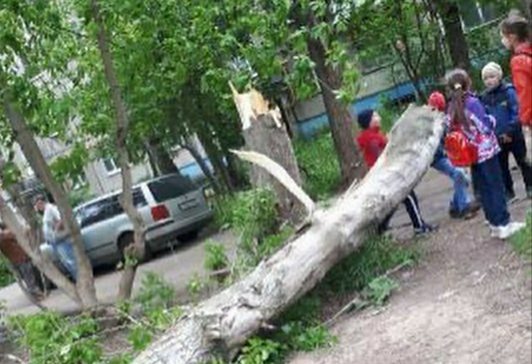 На детской площадке в Иванове упало дерево. Пострадал ребенок