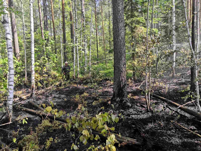 Более гектара леса тушили спасатели в Пестяковском районе 