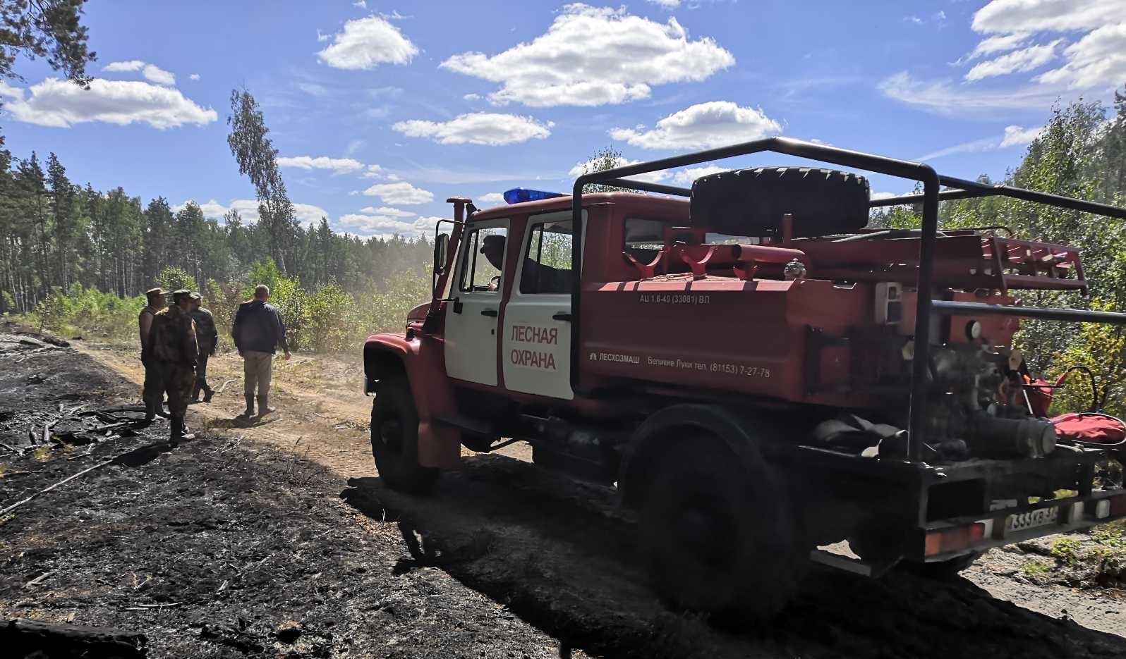 В Пестяковском районе организована доследственная проверка по факту лесного пожара