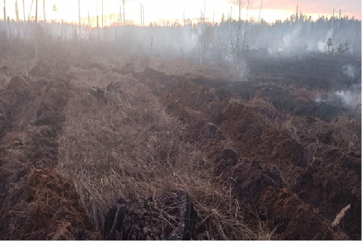 Крупный лесной пожар произошел в Южском районе 