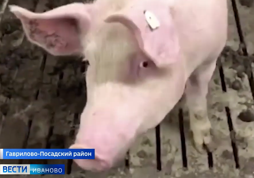 В свиноводческий комплекс Гаврилово-Посадского района завезли партию животных из Нидерландов и Норвегии