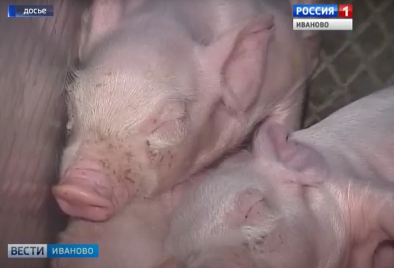 В Ивановской области выявили вирус африканской чумы свиней