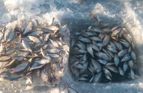В Ивановской области проводят проверку по факту массового мора рыбы