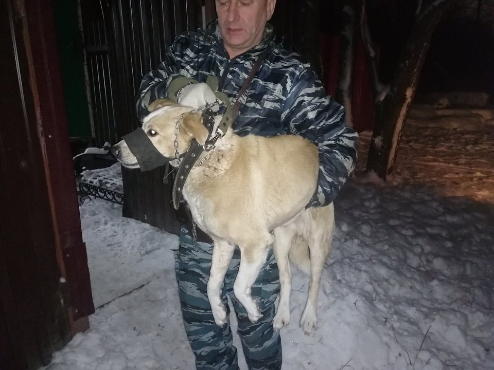 С начала года с улиц Иванова отловили более 70 бродячих собак