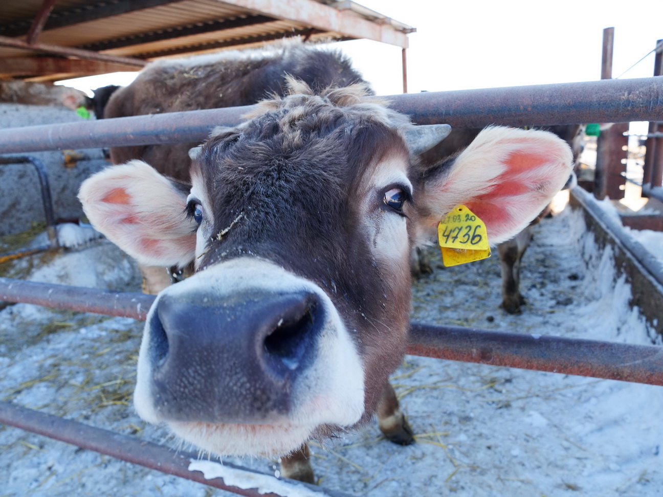 В Гаврилово-Посадском районе появится новая молочная ферма 