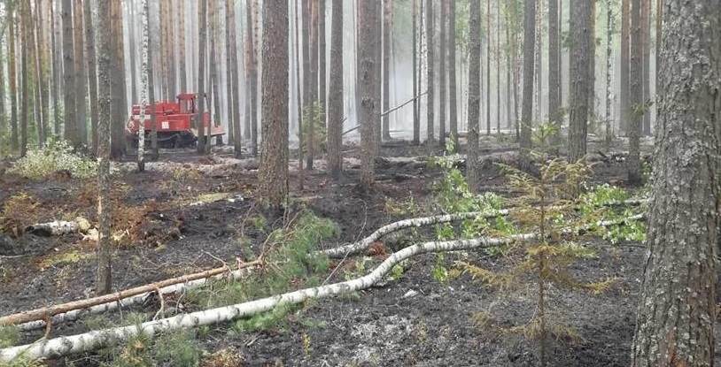 В Южском районе горел лес